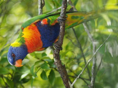 Rainbow Lorikeet